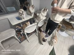 -喵的天空名猫咖啡馆·撸猫·猫舍·用品