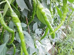 -武汉世外桃源农庄