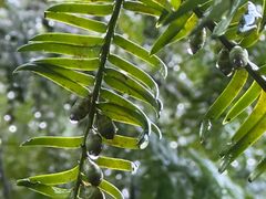 -东天目山风景区