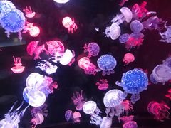 -烟台海昌鲸鲨海洋公园