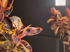 -初花·日本料理