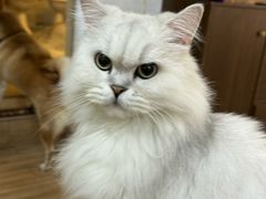 -李小姐の猫咖啡馆(五角场店)
