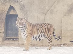 -秦皇岛野生动物园