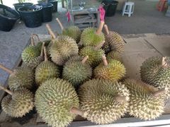 -都念榴莲·城市榴莲