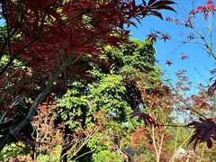 -广州市帽峰山景区