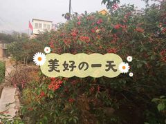 -北宅大永樱桃采摘基地(崂山总部)