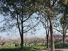 -上海海湾国家森林公园