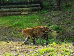 -大连森林动物园