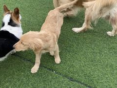 -汪说喵讲宠物乐园宠物酒店(红星美凯龙店)