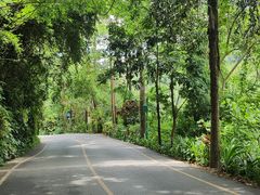 -西双版纳原始森林公园