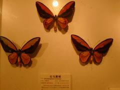 -上海大自然野生昆虫馆