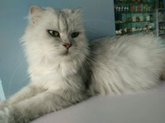 android_upload_pic-喵的天空名猫咖啡馆·撸猫·猫舍·用品