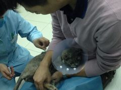 iphone_upload_pic-纳吉亚猫专科动物诊疗中心(蒋宅口分院)