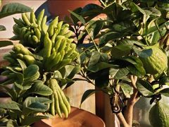 -双季花艺园艺市场(浦东店)