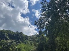 -莫里热带雨林景区