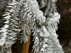 -长沙黑麋峰国家森林公园