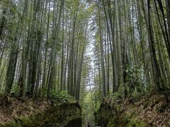 -蜀南竹海景区