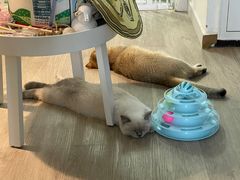 -猫大福·Fortune Cat猫舍(百子湾店)