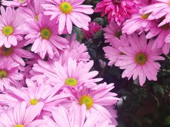 -HappyMiss花满楼鲜花饼(和谐店)