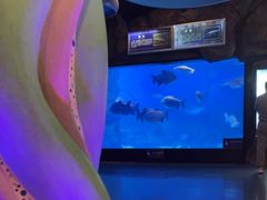 -烟台海昌鲸鲨海洋公园