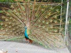 -福建鲤鱼洲酒店