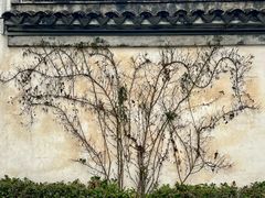 -青果巷历史文化街区