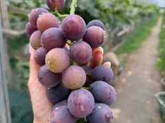 -马陆小张葡萄园农家乐