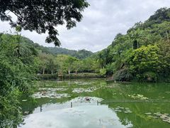 -野象谷景区
