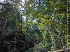 -西双版纳原始森林公园