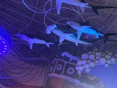 -烟台海昌鲸鲨海洋公园