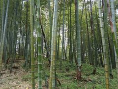 -宁波浙东大竹海景区