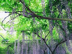 -广富林郊野公园
