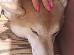 -柴务处·柴犬主题狗咖