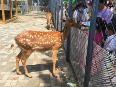 -长白岛森林公园