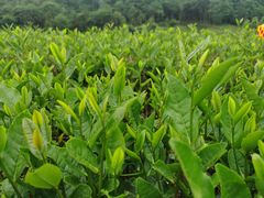 -听风阁农家私房菜茶楼(龙坞店)