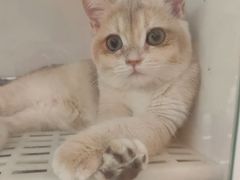 -lincat·猫舍(广州店)