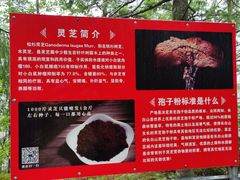 -峡谷浮石林景区