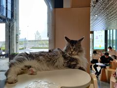 -瞄一喵猫咖(格力海岸店)