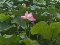 -昆山城市生态森林公园