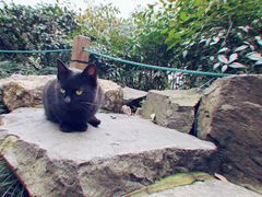 -西湖外事游船(花港观鱼码头)