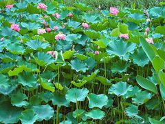 -沐仙湖湿地公园