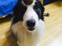 -PETKIT小佩宠物(古北店)