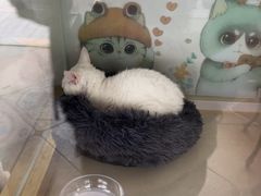 -糯米喵星人总部直营旗舰店·猫舍·幼猫出售