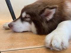 -Let's go狗咖·猫咖·奶狗·桌游(春熙路IFS店)