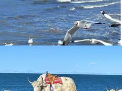 -青海湖国家重点风景名胜区