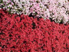 -龙大花卉苗木市场