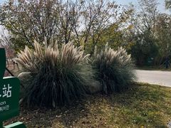 -泗洪洪泽湖湿地景区