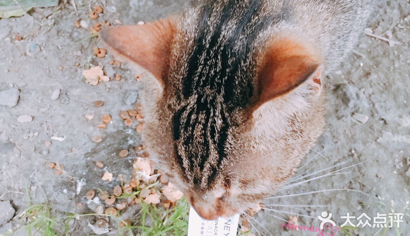 honeycare猫条测试