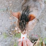 honeycare猫条测试