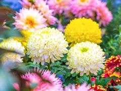 -循礼门鲜花花市(武汉循礼门店)